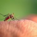 Mosquito on hand
