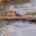Beaver with log in his mouth.