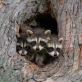 Three raccoons.