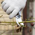 Rose bush being pruned with pruners