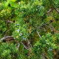 Eastern redcedar needles and berries