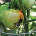 Tomato with blossom end rot