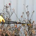 A person wearing yellow gloves using a pair of loppers to prune roses.