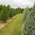 Christmas trees on a farm.