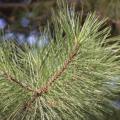 Loblolly Pine Tree