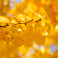 Ginkgo yellow leaves in the fall 