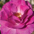 Close up of a pink rose bloom.