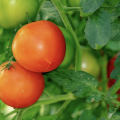 Tomatoes growing on a vine.