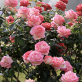 Pink rose bush.