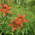 Orange flowers. 