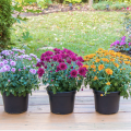 Purple, pink, and orange mums.