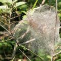 Fall Webworms