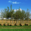 Trees waiting to be planted.