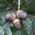 white oak acorns.