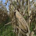 Close-up view of an ear of field corn encased in brown husk ready for harvest.