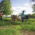 2 young men in green field with calf on a sunny day