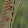 Gulf Coast Tick shown above ruler.