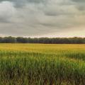 A corn field at sunset.