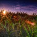 The sun shines over the horizon stretching above a corn field.