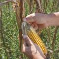 Rains, cooler weather and high humidity during corn harvest are causing problems for producers. This ear of corn in Holmes County shows evidence of sprouting and grain deterioration. (Photo by Bob Ratliff)