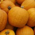 These pumpkins found at J&A Farms and Nursery in Flora are among the few Mississippi pumpkins to have been harvested early or to have survived the heavy September and October rains. (Photo by Kat Lawrence)