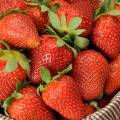 Mississippi's strawberry growers are finding that consumers prefer the taste of the state's fresh berries. (Photo by Kat Lawrence)