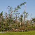 Timber took a beating from several tornadoes that went across the state April 27. This timber along Highway 403 in Mathiston was in an area among the hardest hit that day. (Photo by Kat Lawrence)