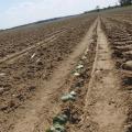 Mississippi's cotton crop was planted later than usual and faced a variety of challenges early in the growing season. (Photo by Scott Corey)