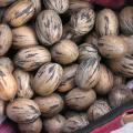 Tropical Storm Lee's rains saved much of this year's pecan crop and growers are expecting good yields. (file photo)