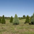 It takes four years to grow Mississippi Christmas trees to the popular 6 to 8 feet tall size. About 900 trees can be grown per acre, such as these growing in Chunky on the Lazy Acres Plantation. (Photo by Kat Lawrence)