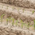 Warm temperatures starting in February allowed Mississippi's corn crop to get an early start, and 90 percent of planned acreage was in the ground by mid-April. (Photo by Scott Corey)