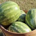 Mississippi's watermelon growers have harvested more than 40 percent of their crop already, a 22 percent increase from the same period last year. The crop's good quality and popularity has consumers buying up the harvest quickly at farmers' markets and farm stands across the state. (Photo by MSU Ag Communications/Keri Collins Lewis)