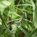 July rains have helped Mississippi forages rebound from the June drought, but now producers need to watch for invasions of army worms, like this one working on new growth in an Oktibbeha County pasture on July 20, 2012. (Photo by MSU Plant and Soil Sciences/Rocky Lemus)