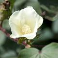 Mississippi's cotton crop is looking good two to three weeks ahead of schedule, with 91 percent of the fields setting bolls. (Photo by MSU Ag Communications/Kat Lawrence)