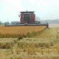 Rice harvest should be fully under way by mid-August. Gant and Sons Farms in Merigold was harvesting fields Aug. 8. (Photo by DREC Communications/Rebekah Ray)