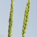 Wheat acreage is up in Mississippi, but a wet winter stunted growth in the state's crop. (Photo by MSU Ag Communications/Marco Nicovich)