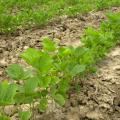 A week of mostly good planting weather helped growers make progress planting the state's soybean crop. By May 26, about 32 percent had emerged. In a typical year, nearly 80 percent of the crop would be out of the ground. (File Photo by MSU Ag Communications/Marco Nicovich)