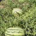 Although delayed by 2013 spring weather, these watermelons soon will be leaving the Chickasaw County field owned by Kayla and Curtis Martin, just in time for July picnic tables. (Photo by MSU Ag Communications/Scott Corey)