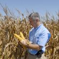 Erick Larson, corn specialist with the Mississippi State University Extension Service, examines hybrid plants in test plots located on the R.R. Foil Plant Science Research Center on Sept. 4, 2013. (Photo by MSU Ag Communications/Linda Breazeale)