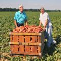 Benny Graves, executive director of the Mississippi Sweet Potato Council and Matthew Knight, a grower in Webster County, inspect harvested sweet potatoes on Sept. 4, 2013. (Photo by MSU Ag Communications/Scott Corey)