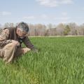 Erick Larson inspects wheat on March 25, 2014, that has broken winter dormancy and is actively growing on Mississippi State University's R.R. Foil Plant Science Research Center. The Extension agronomist said the cold winter slowed wheat maturity, allowing it to better withstand the early-spring freeze. (Photo by MSU Ag Communications/Kat Lawrence)