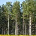 Mississippi's timber industry may see increasing demand for Southern pine lumber as new home construction rates continue to rise. This pine was growing in Monroe County on Sept. 12, 2013. (File photo by MSU Ag Communications/Linda Breazeale)