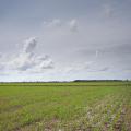 Rainy conditions have prevented Mississippi rice growers from flooding fields as they wait for the ground to dry enough to apply herbicides and fertilizer. (Photo by MSU Ag Communications/Kevin Hudson)