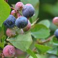 Blueberries in this Hinds County yard are beginning to ripen on June 25, 2014. A cold winter and spring delayed blueberry maturity and harvest for growers throughout the state. (Photo by MSU Ag Communications/Susan Collins-Smith)