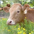 Mississippi cattle, such as this one on the Beaverdam Fresh Farms in Clay County, Mississippi, on July 8, 2014, eat less and grow slower during the hottest months. While Mississippi has not faced extremely dry conditions in recent years, the state's herd numbers are still down, just like those in drought-stricken regions. (Photo by MSU Ag Communications/Kat Lawrence)