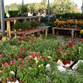 Shrubs, trees, bedding plants and seasonal mums are displayed at Evergreen Garden Center in Louisville on Sept. 24, 2014. Gardeners bought more landscaping products in 2014 than in recent years. (Photo by MSU Ag Communications/Kevin Hudson)