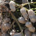 With peanut harvest near the halfway mark in Mississippi by Oct. 10, 2014, growers were seeing above average yields and quality pods. (File Photo by MSU Ag Communications/Kat Lawrence)