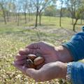 Mississippi trees are producing fewer pecans than normal this year, but consumers will be pleased with the size and taste of most nuts, such as these from an orchard in Oktibbeha County. This photo was taken on Oct. 31, 2014. (Photo by MSU Ag Communications/Linda Breazeale)