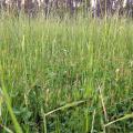 Multiple types of forage can benefit cool-season food plots, but ryegrass can take over, such as in this food plot originally planted with red clover. (Photo courtesy of Bronson Strickland)