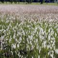 Invasive cogongrass is taking over many Mississippi fields, including these in Clay County. Cogongrass is an exotic plant species from Asia that has aggressively expanded its range in the Southeastern United States and is difficult to control. (Photo courtesy of Rocky Lemus)